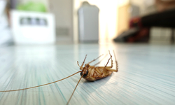 How to Prevent Pests from Being Entered in the Houses